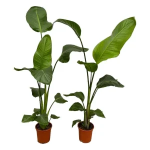 2x Strelitzia Nicolai