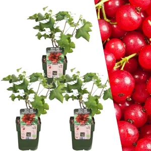 3 Stuks Aalbes 100% Biologisch