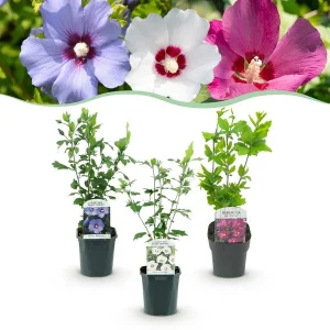 3 Stuks Althea 3 kleurenmx Roze - Wit - Blauw