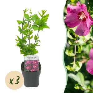 3 Stuks Altheastruik Roze met donker hart