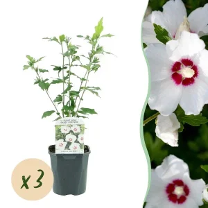 3 Stuks Altheastruik Wit met rood hart