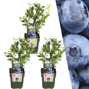 3 Stuks Blauwe Bes 100% Biologisch