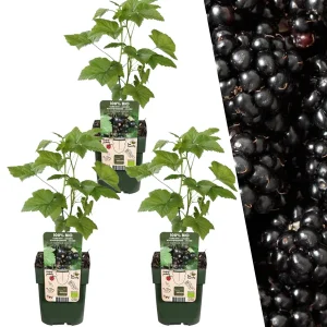 3 Stuks Braam 100% Biologisch