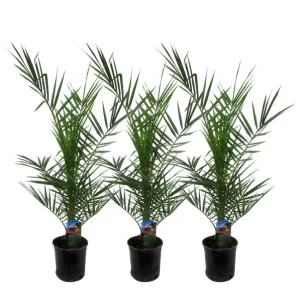 3 Stuks Canarische dadelpalmen