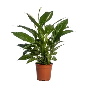 3 stuks De Lepelplant of De VredesLelie, Bekend om zijn Witte Bloemen,Spathiphyllum Vivaldi