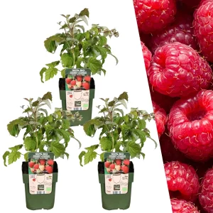 3 Stuks Framboos 100% Biologisch