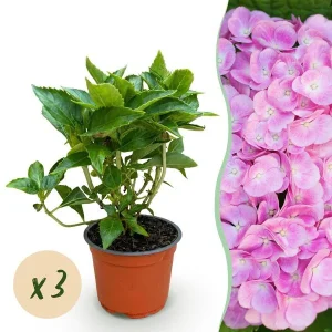 3 Stuks Hortensia Roze