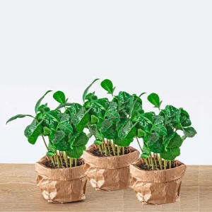 3 Stuks Koffieplant