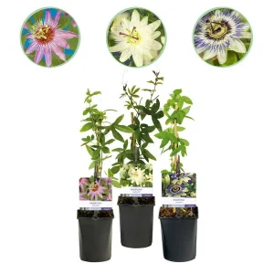 3 Stuks Passiebloem 3-kleurig Roze-Wit-Paars