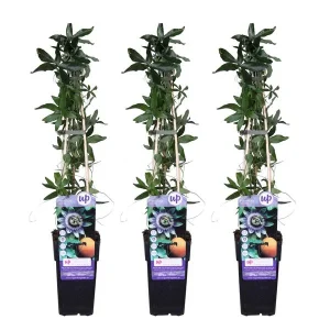 3 Stuks Passiebloem, Wit - Blauw - Paars