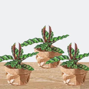 3 Stuks Pauwenplanten