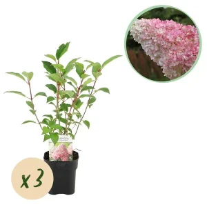 3 Stuks Pluimhortensia Wit - Roze