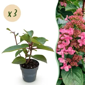 3 Stuks Pluimhortensia Wit - Zachtroze