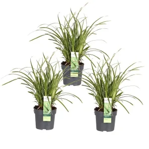3 Stuks Siergras Bont