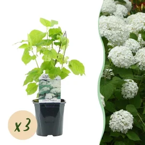 3 Stuks Sneeuwbalhortensia Wit