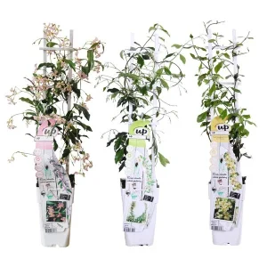 3 Stuks Sterjasmijn Wit - Roze - Geel