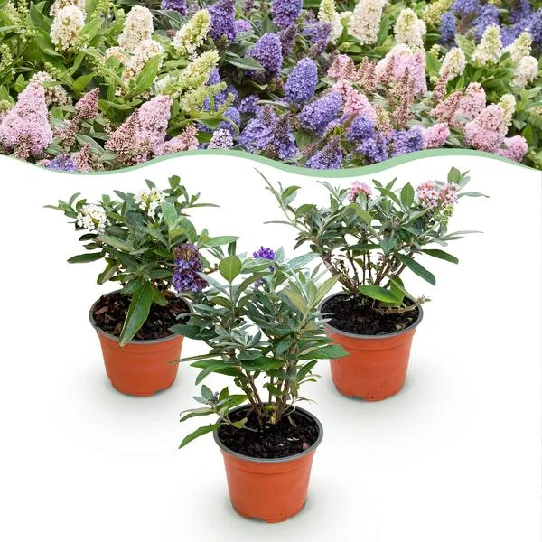 3 Stuks Vlinderstruik multicolour Roze - Wit - Lila