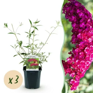 3 Stuks Vlinderstruik Roze/Rood