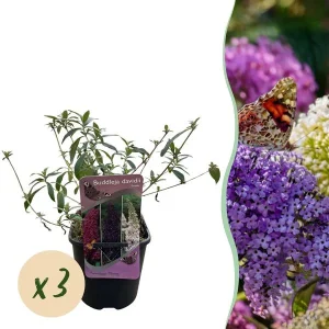 3 Stuks Vlinderstruik Roze - Wit - Paars