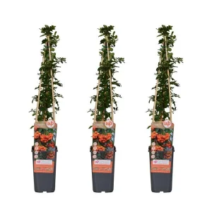 3 Stuks Vuurdoorn Oranje