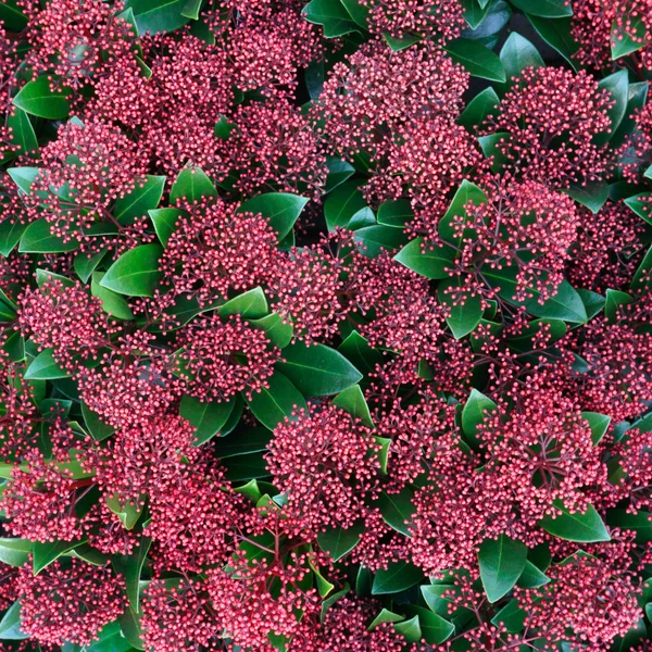 3 Stuks Wintergroene Sfeermakers, Skimmia ‘Rubella’, Rode bloemknoppen, Balkonplant, Potplant, Hoogte