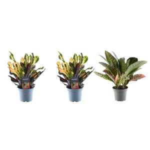 3 Stuks Wonderplant