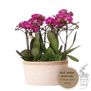 3 Vlinderorchideeën Morelia + Succulenten in mand incl. waterresservoir