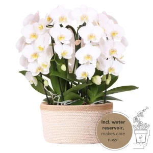 3 Vlinderorchideeën + succulent in Katoenen Mand incl. waterreservoir