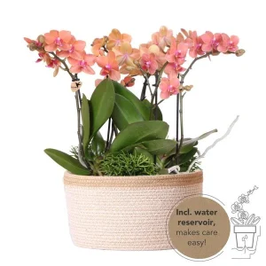 3 Vlinderorchideën Bolzano + Succulenten in mand incl. waterreservoir