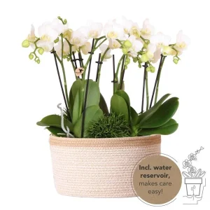 3 Vlinderorhideeën Amabilis + Succulenten in Mand incl. waterreservoir
