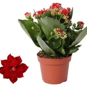 4 stuks De Kalanchoë, Kleur Rood, Vetplant, Kalanchoe Rosalina Don Justino Rood