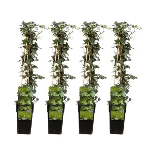 4 Stuks Klimop