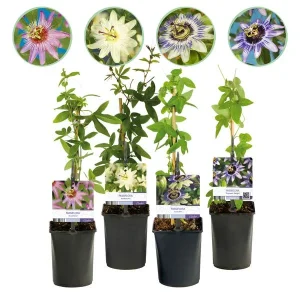 4 Stuks Passiebloem Roze-Wit-Paars-Groen
