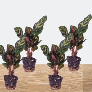 4 Stuks Pauwenplanten