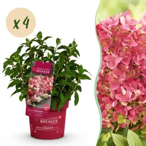 4 Stuks Pluimhortensia Creme tot Robijnrood