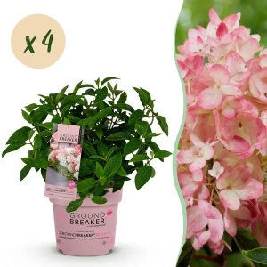 4 Stuks Pluimhortensia Creme tot Zachtroze/Roze