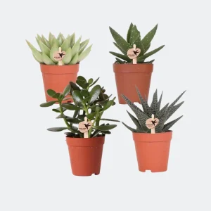 4 Stuks Vetplanten (Succulenten)