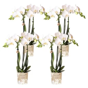 4 Stuks Vlinderorchideeën Amabilis