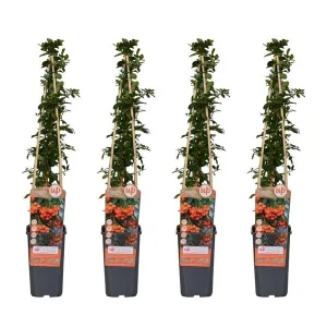 4 Stuks Vuurdoorn Oranje