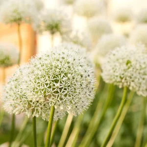5 stuks -Allium bollen (Sieruien) - White Giant- majestueuze witte bloemhoofden - bloembollen