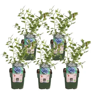 5 Stuks Blauwe Bes