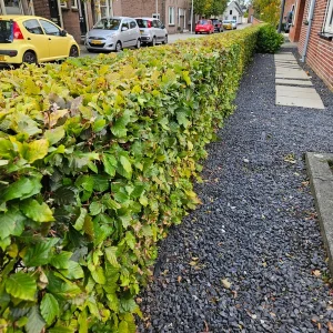 50 Stuks Haagbeuk / Groene beuk