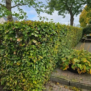 50 Stuks Haagbeuk / Groene beuk