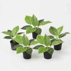 5x Kunst Philodendron birkin