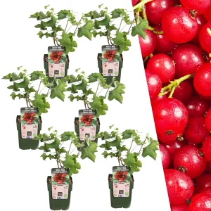 6 Stuks Aalbes 100% Biologisch