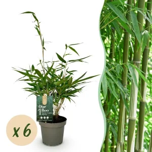 6 Stuks Bamboe robusta ‘Pingwu’ (niet Woekerend)
