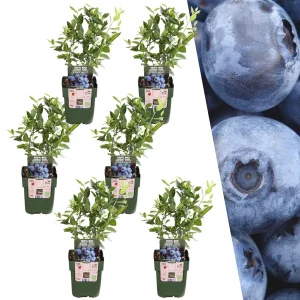6 Stuks Blauwe Bes 100% Biologisch