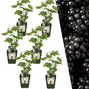 6 Stuks Braam 100% Biologisch