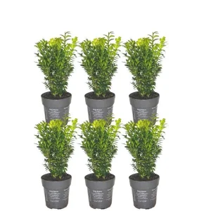 6 Stuks Buxus = 1 meter Haag