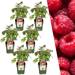 6 Stuks Framboos 100% Biologisch